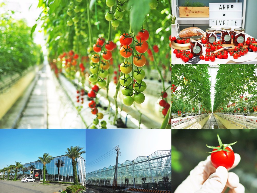 番茄方舟 ARK Tomato 玻璃溫室農場 無毒種植 天使串番茄