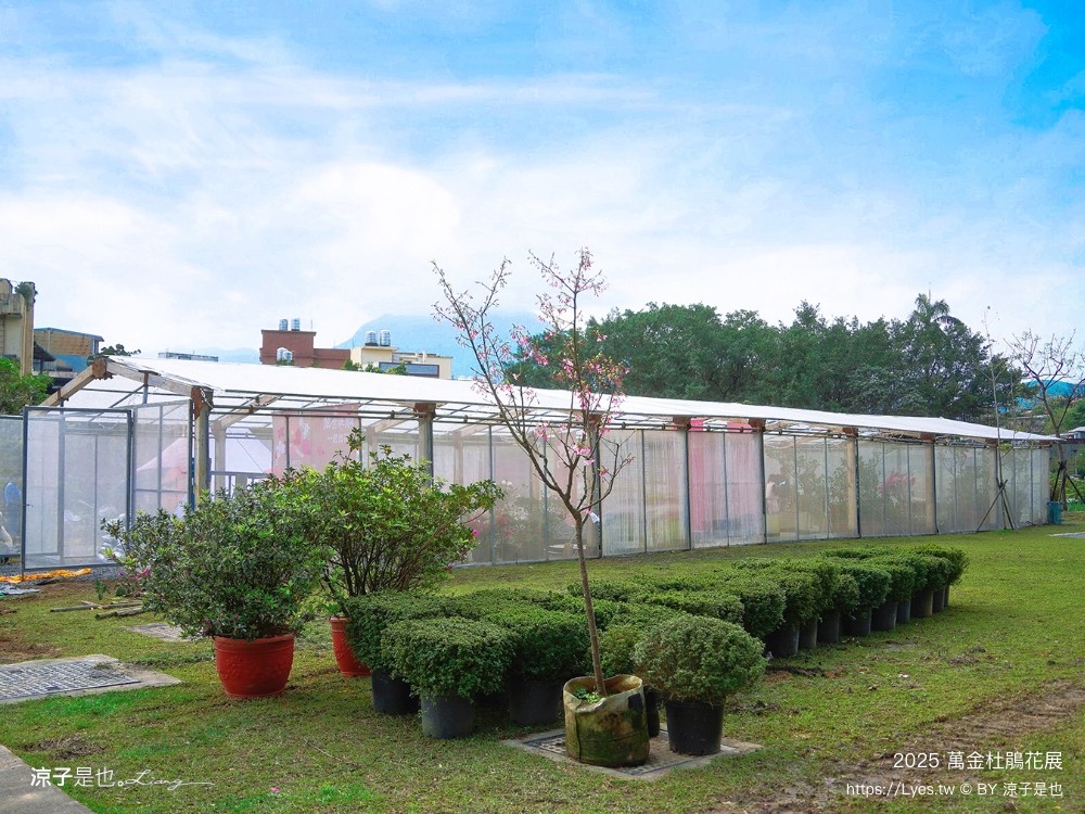 萬金杜鵑花展2025 金山中山溫泉公園 新北景點 北海岸活動 交通 展期 花藝造景 打卡必拍 懶人包