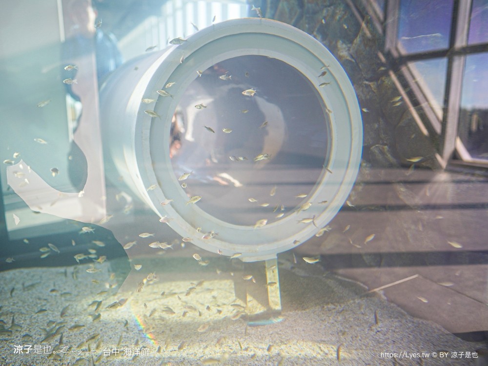 台中海洋館 門票優惠 交通 八大展區 免費票 台中親子景點 台中景點推薦 懶人包 攻略 必看特色