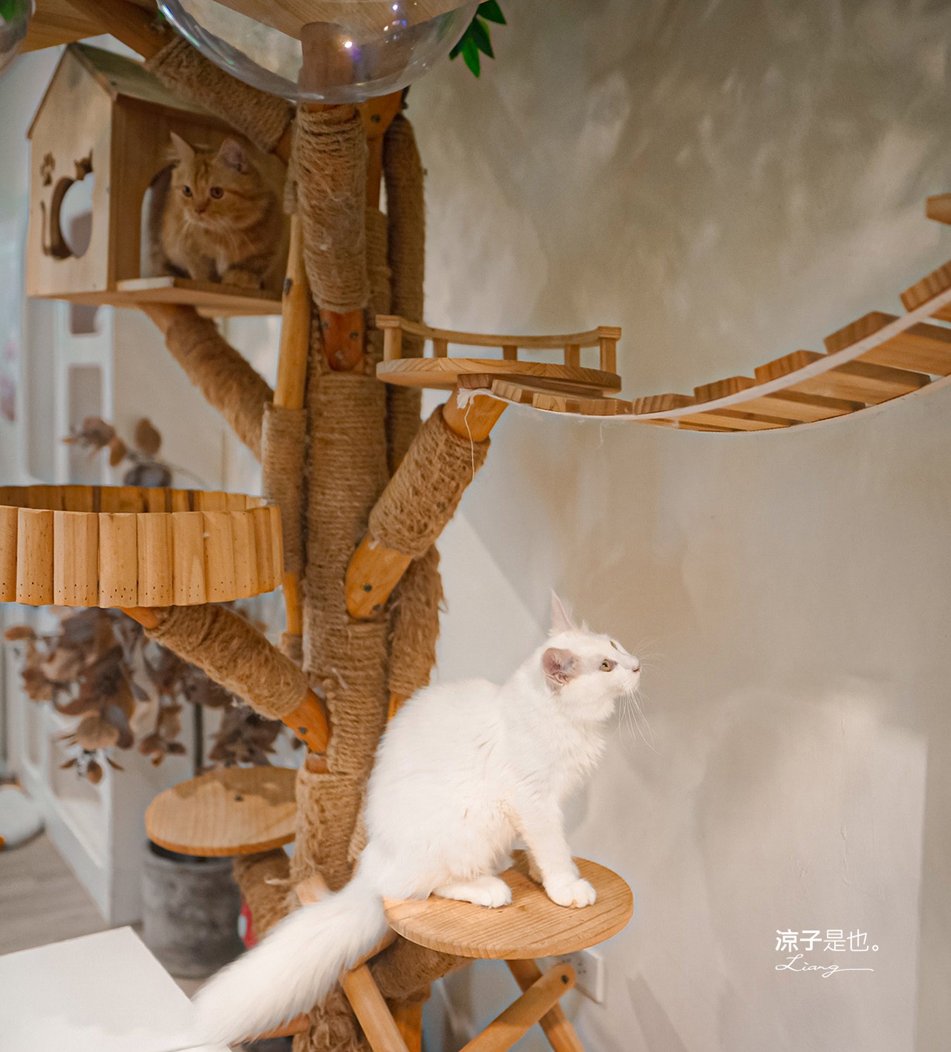 財閥家的公子貓 台南擼貓咖啡廳 台南景點推薦 狐獴 台南親子景點 室內景點 貓咪咖啡館 浣熊 狐獴 袋鼠 球蟒 雪貂 守宮