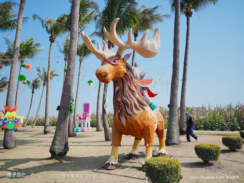 學甲蜀葵花文化節 2023 蜀葵花季 一丈紅迷宮 紫色鼠尾草 季節 花況 交通 學甲景點