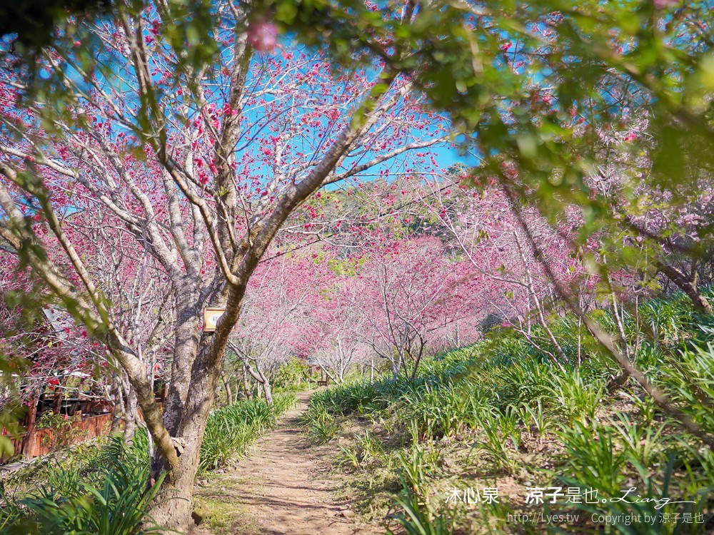 沐心泉休閒農場 2022 櫻花花況 票價 台中景點 預約 新社 親子景點 接泊車 白雪木 黃金楓