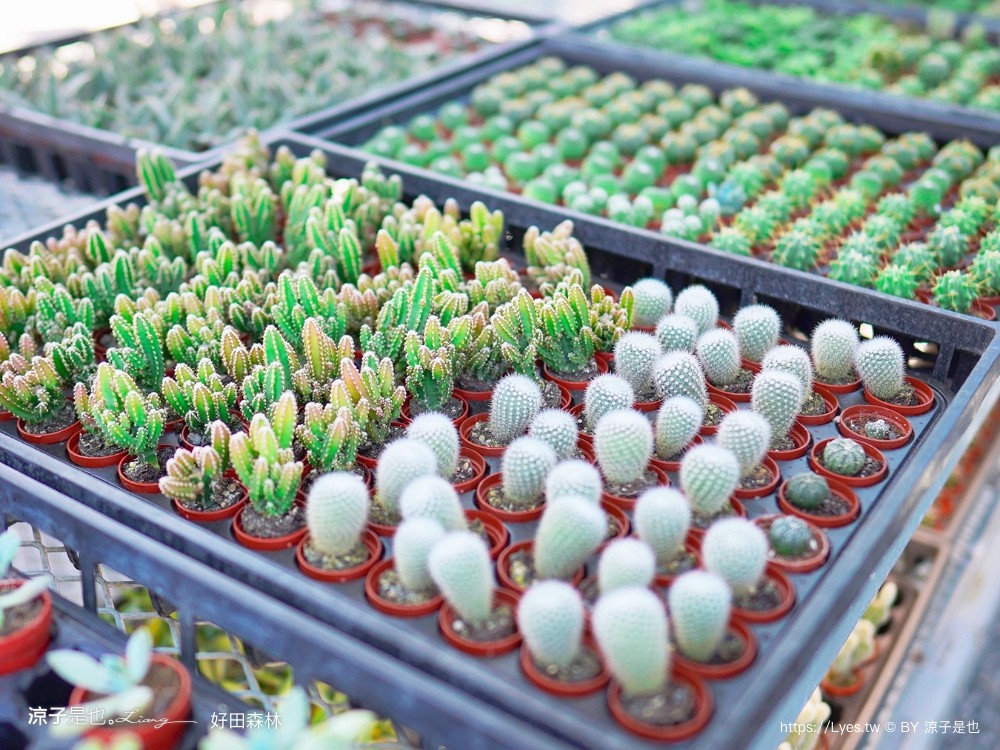 好田森林 菜單 門票 彰化田尾 親子餐廳 親子樂園 恐龍森林 滑草 野餐 玩沙 卡丁車 彰化景點 空中卡丁車