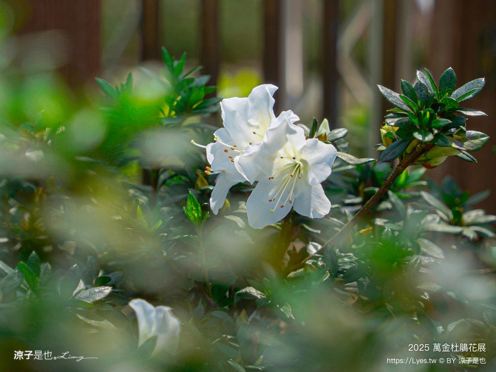 萬金杜鵑花展2025 金山中山溫泉公園 新北景點 北海岸活動 交通 展期 花藝造景 打卡必拍 懶人包
