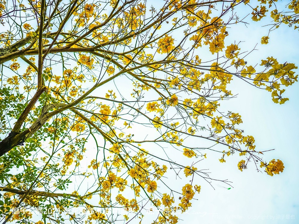 廍子公園2021 黃花風鈴木 台中景點