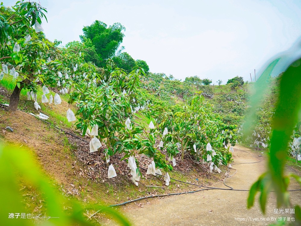 星光 親子景點 免費採果活動 台南農場 台南露營 diy 採芒果體驗 自然的鬥士