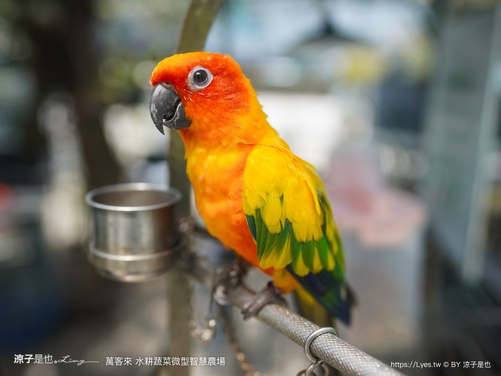 萬客來水耕蔬菜微型智慧農場 菜單 台南餐廳 台南美食 玻璃屋餐廳 台南景觀餐廳 早午餐