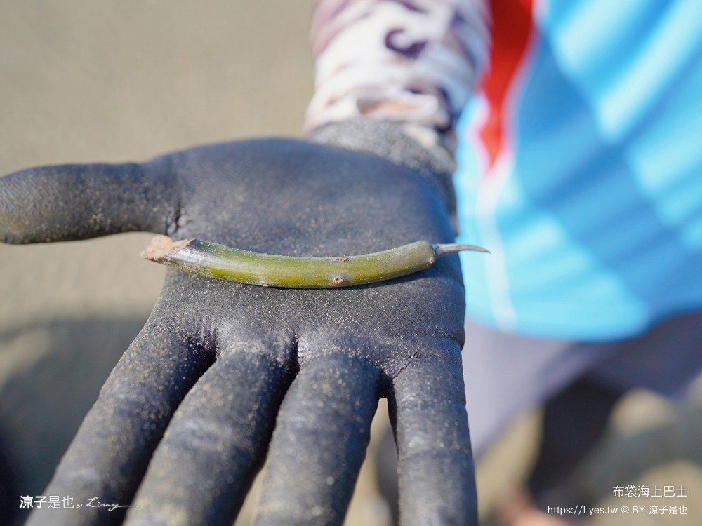 布袋海上巴士 嘉義親子景點 門票價格 蛋糕沙灘 網美拍照打卡 生態導覽