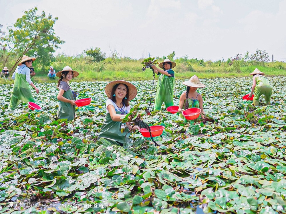 台南親子景點 2022 台南官田菱角季 官田菱角節 採紅菱體驗 划船 台南伴手禮