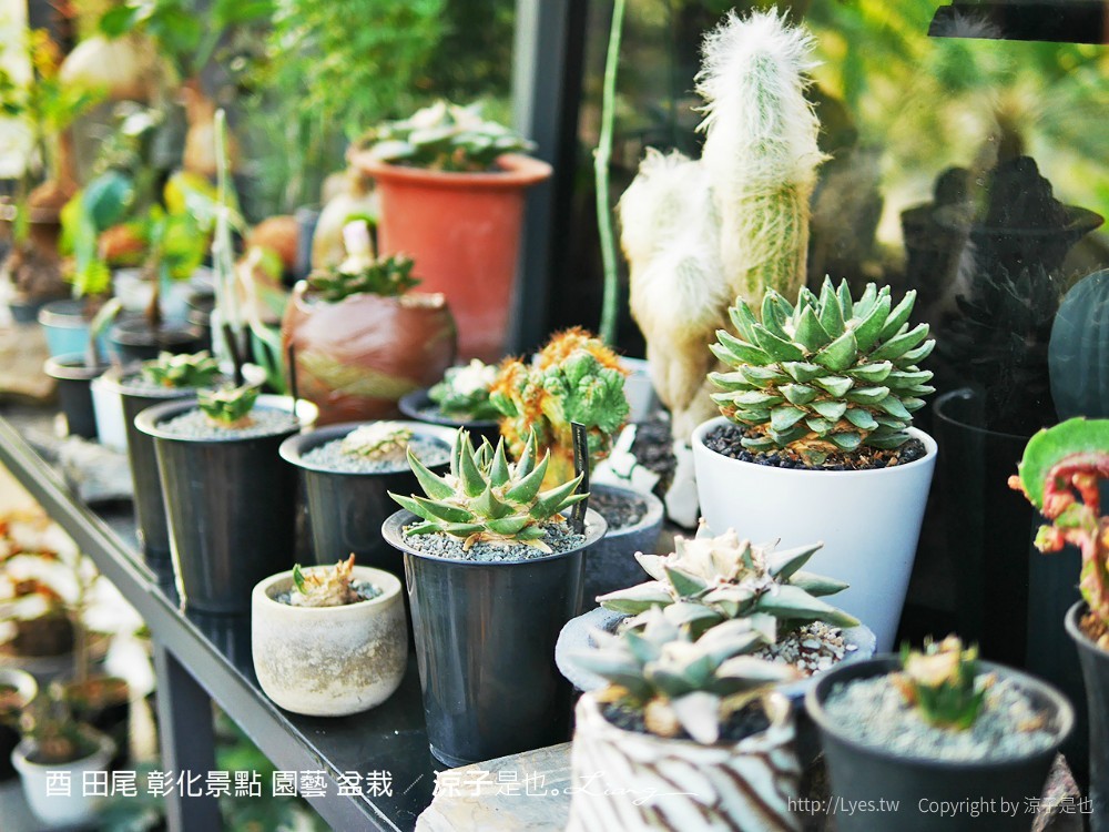 酉 田尾 彰化景點 園藝 盆栽