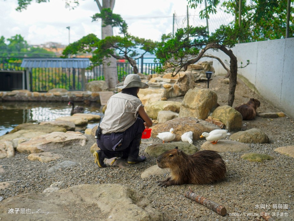 水與松萌萌園 門票 埔里 親子景點 動物園 埔里一日遊推薦 南投農場 羊駝 水豚君 南投景點