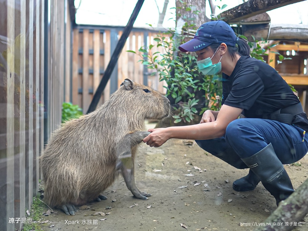 xpark水族館 門票優惠 桃園 親子景點 最新攻略 必看展區 美食餐廳 交通 停車 住宿