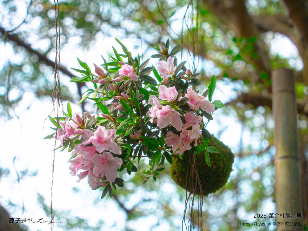 萬金杜鵑花展2025 金山中山溫泉公園 新北景點 北海岸活動 交通 展期 花藝造景 打卡必拍 懶人包
