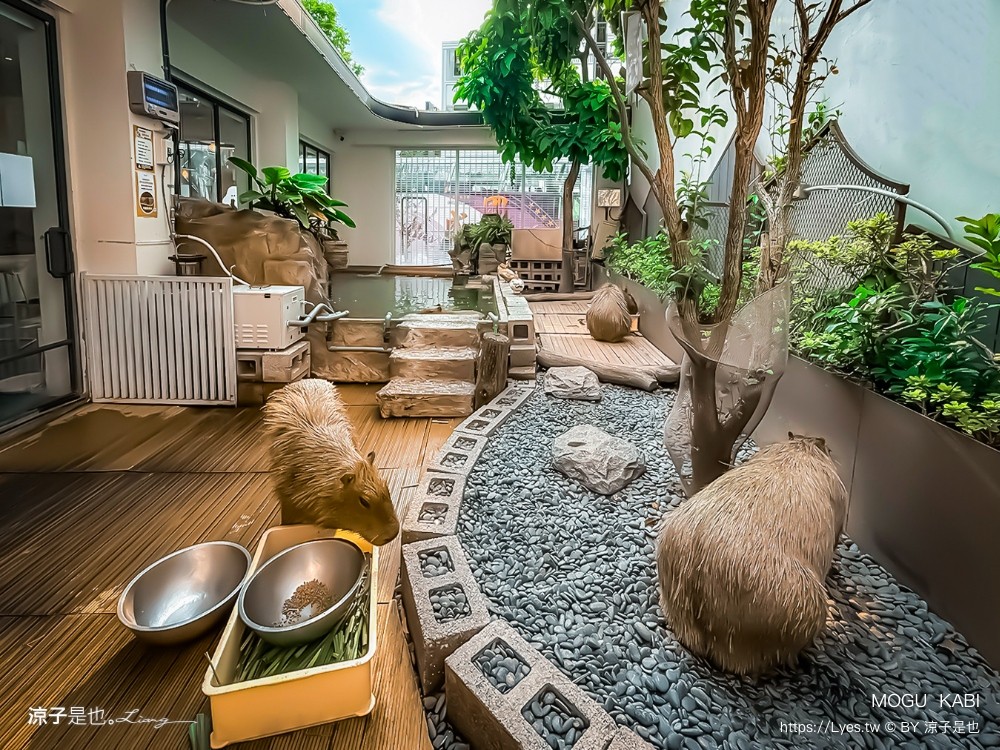 mogu kabi 豆塔專賣店 台南水豚景點 菜單 台南甜點推薦 夏威夷豆塔 台南水豚下午茶 水果塔 水豚打卡景點