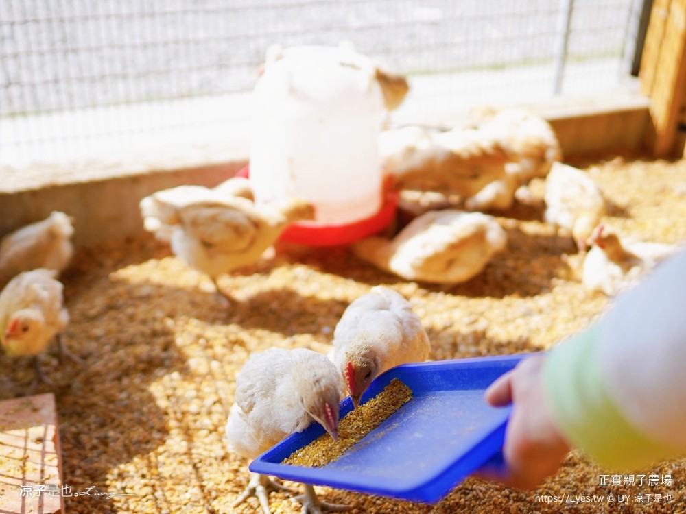 正實親子農場 門票 彰化 親子景點 撿雞蛋 氣墊樂園 溜滑梯 免費 餵小動物體驗 沙坑