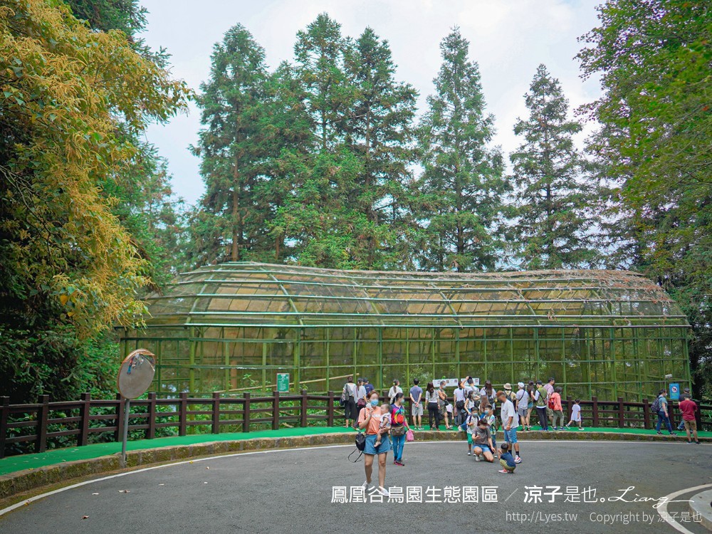 鳳凰谷鳥園生態園區 南投 親子景點 森林溜滑梯 賞鳥 DIY 鹿谷 步道 吊橋 瀑布