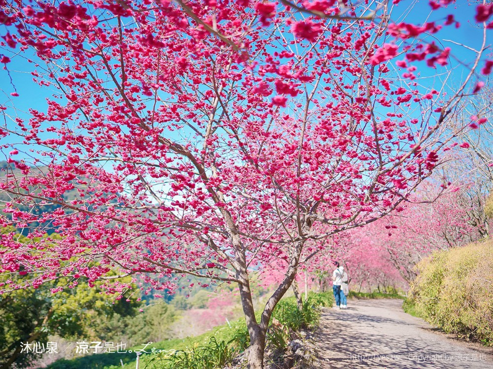 沐心泉休閒農場 2022 櫻花花況 票價 台中景點 預約 新社 親子景點 接泊車 白雪木 黃金楓