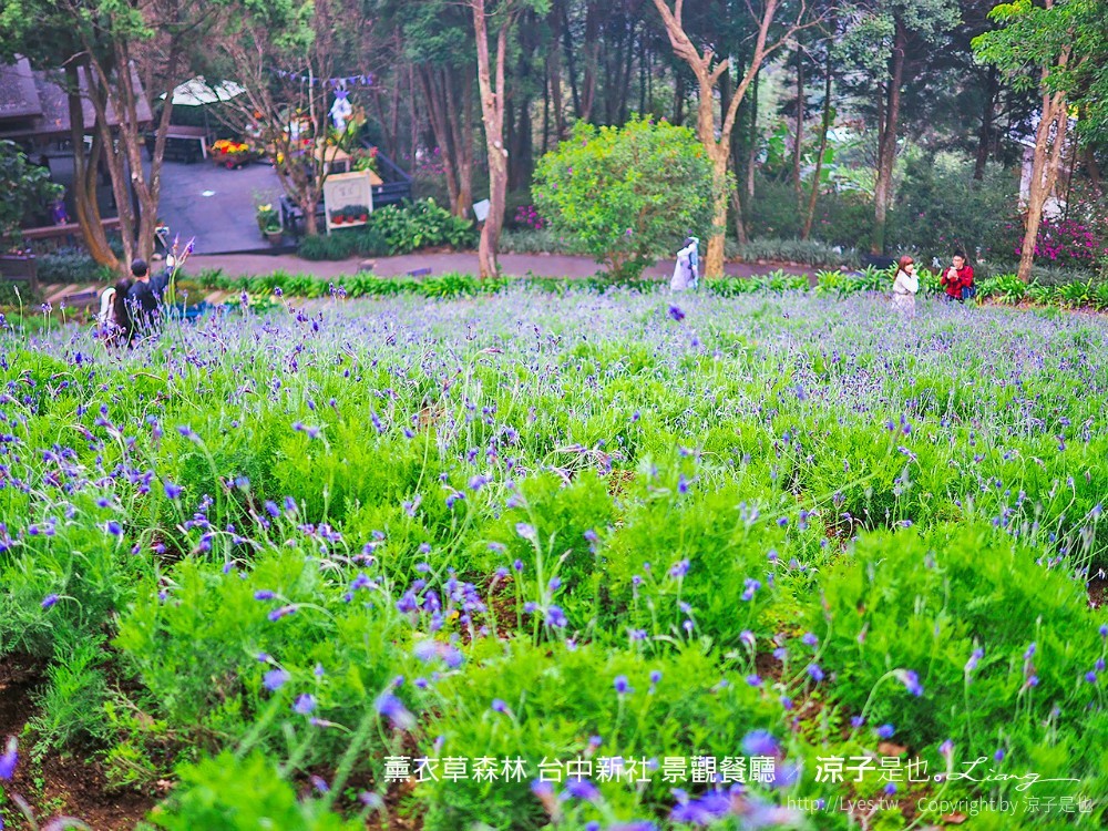 薰衣草森林 台中新社 景觀餐廳