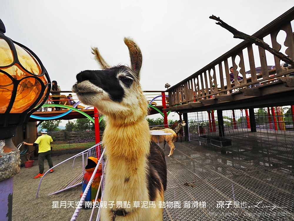星月天空 南投親子景點 草泥馬 動物園 溜滑梯