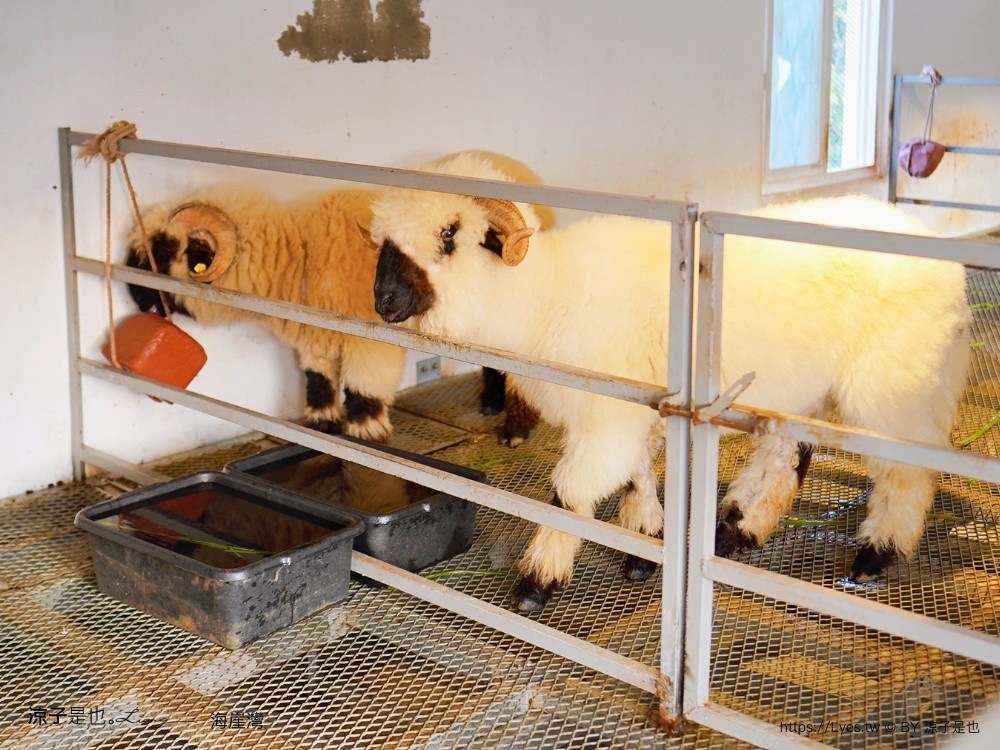 海崖灣 菜單 門票 屏東關山夕陽 墾丁景點 親子景點 墾丁海景 水豚君 草泥馬 笑笑羊