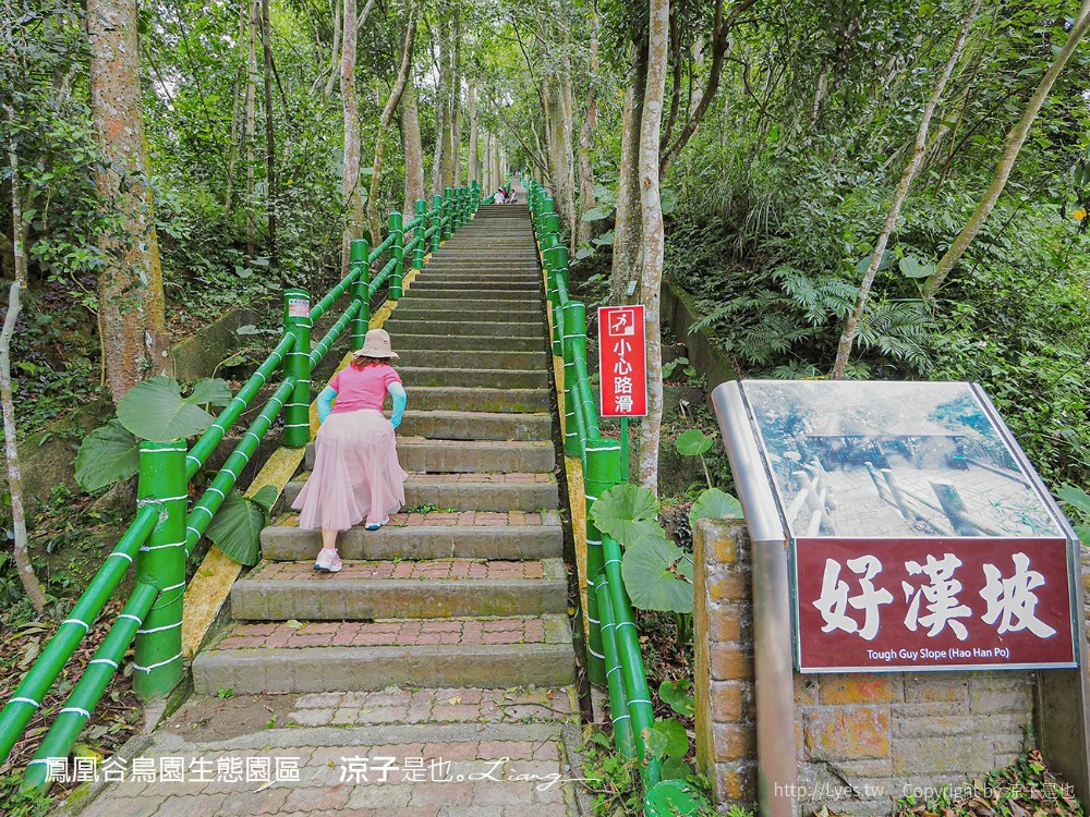 鳳凰谷鳥園生態園區 南投 親子景點 森林溜滑梯 賞鳥 DIY 鹿谷 步道 吊橋 瀑布