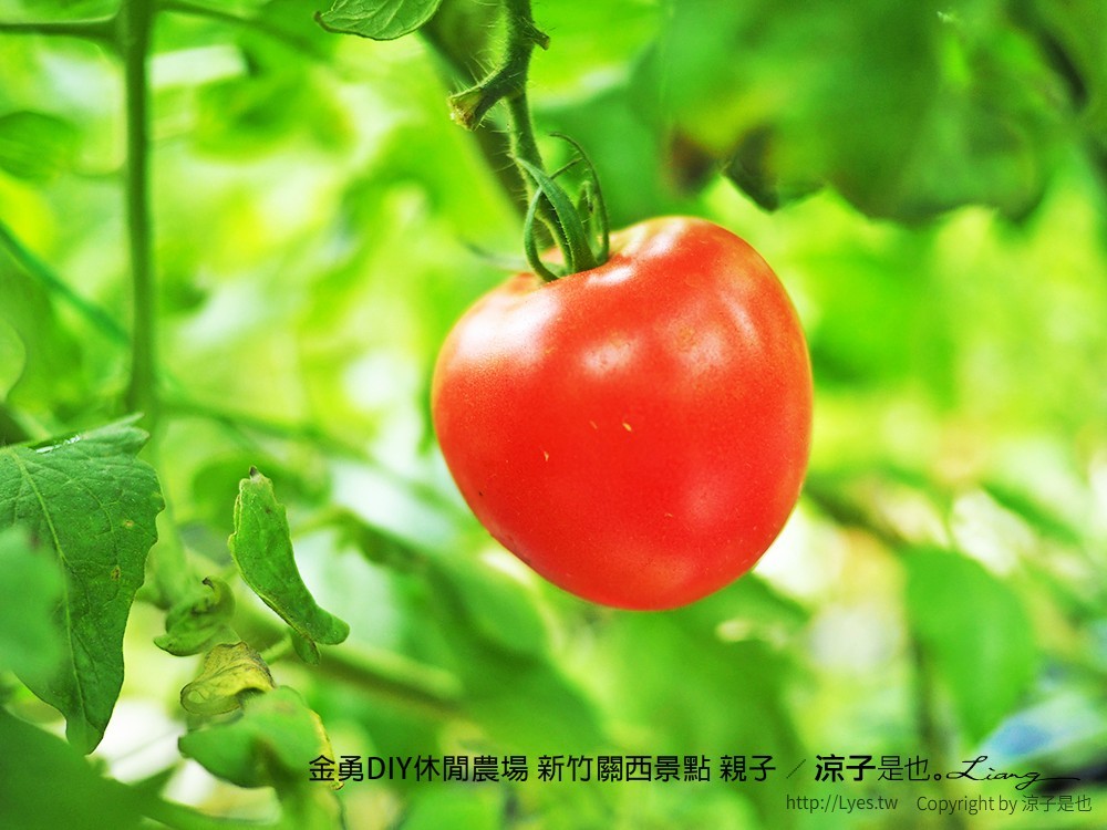 金勇DIY休閒農場 新竹關西景點 親子