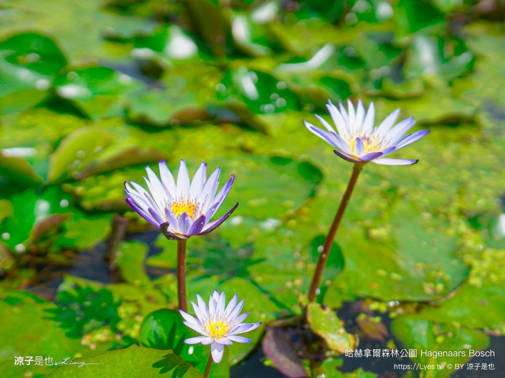 哈赫拿爾森林公園 台南景點 最新公園 森林秘境 開放時間 綠化 生態公園 交通 親子 hagenaars bosch