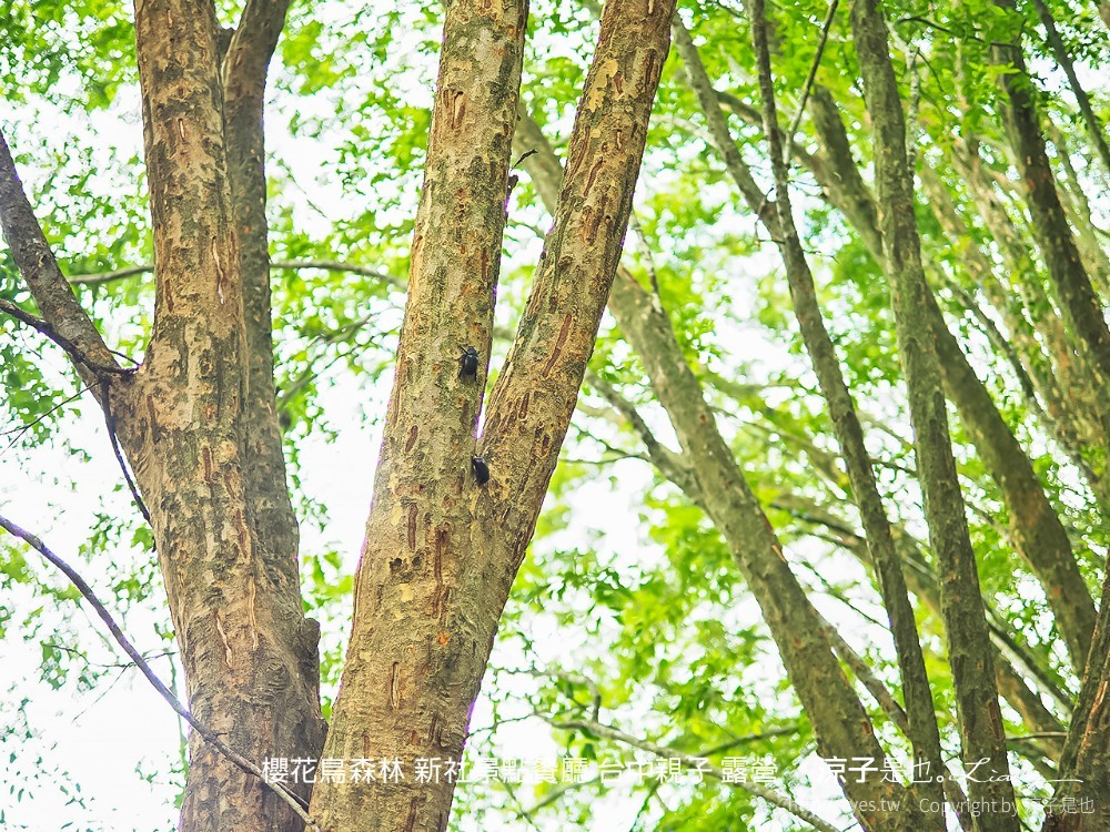 新社景點-櫻花鳥森林 迷你小火車x溜滑梯戲水區x鸚鵡放飛秀x露營 不止花好拍 親子旅遊也好玩！