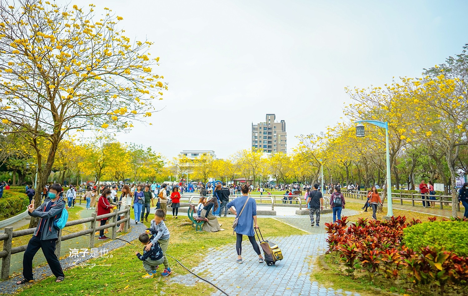 台中景點-廍子公園 黃金風鈴木最新花況 北屯大坑親子野餐放電去 文末有2023最新花況
