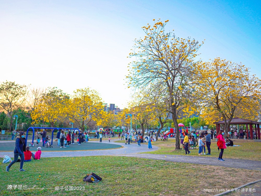 廍子公園2023 黃金風鈴木 台中親子景點 野餐 賞花