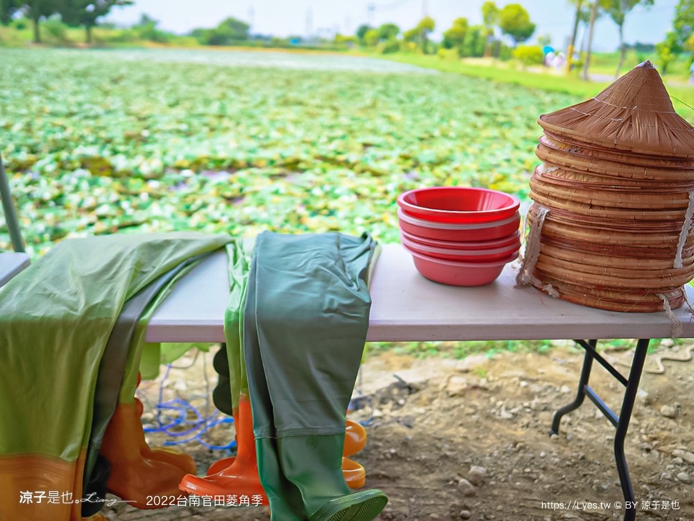 台南親子景點 2022 台南官田菱角季 官田菱角節 採紅菱體驗 划船 台南伴手禮