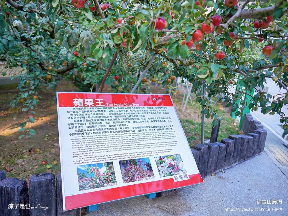 福壽山農場 民宿房型 住宿 露營 蘋果 楓葉