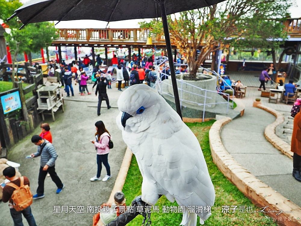 星月天空 南投親子景點 草泥馬 動物園 溜滑梯