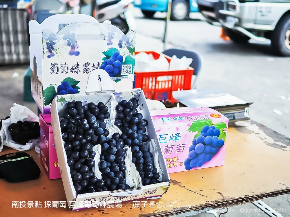 南投景點 採葡萄 巨峰葡萄妹農場