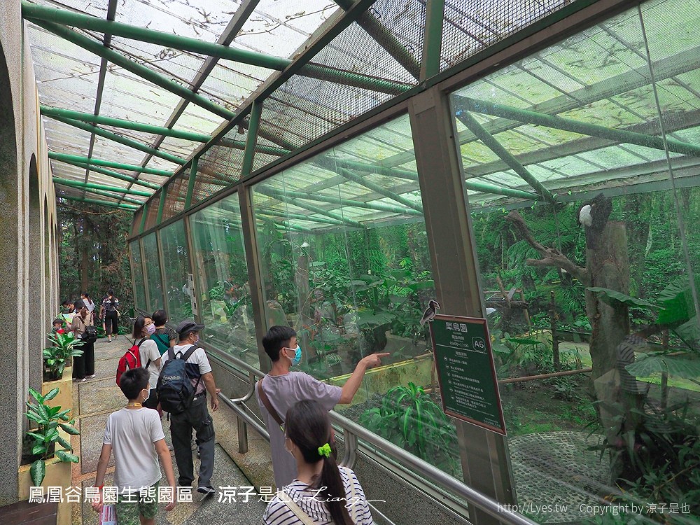 鳳凰谷鳥園生態園區 南投 親子景點 森林溜滑梯 賞鳥 DIY 鹿谷 步道 吊橋 瀑布