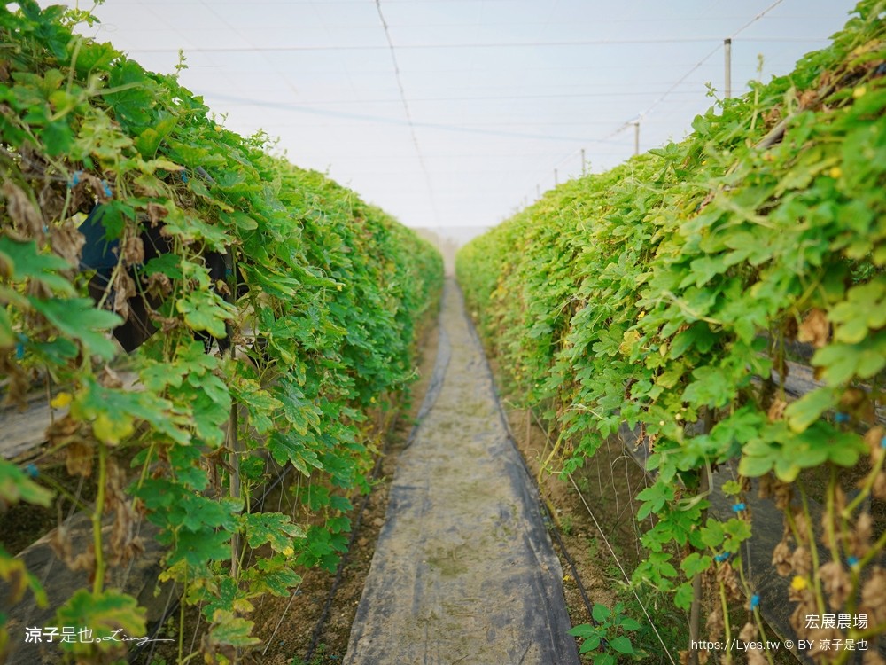 宏展農場 嘉義布袋一日遊 親子景點 美食小吃 伴手禮 布袋住宿 行程推薦 高跟鞋教堂