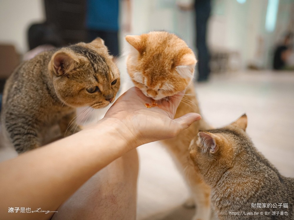 財閥家的公子貓 台南擼貓咖啡廳 台南景點推薦 狐獴 台南親子景點 室內景點 貓咪咖啡館 浣熊 狐獴 袋鼠 球蟒 雪貂 守宮