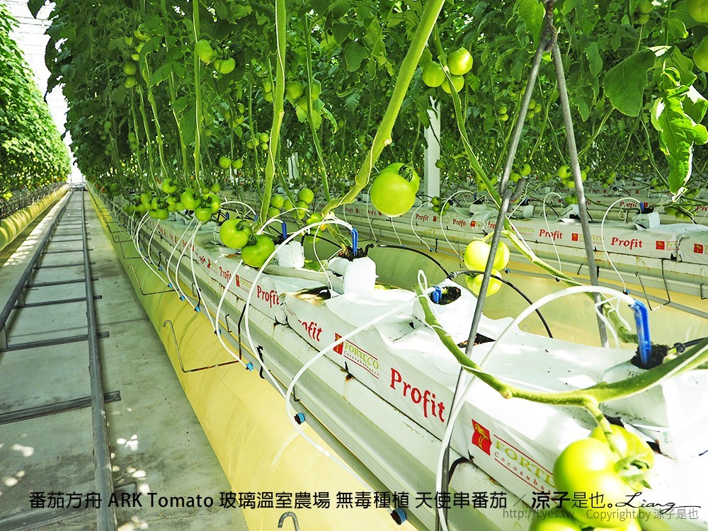 番茄方舟 ARK Tomato 玻璃溫室農場 無毒種植 天使串番茄