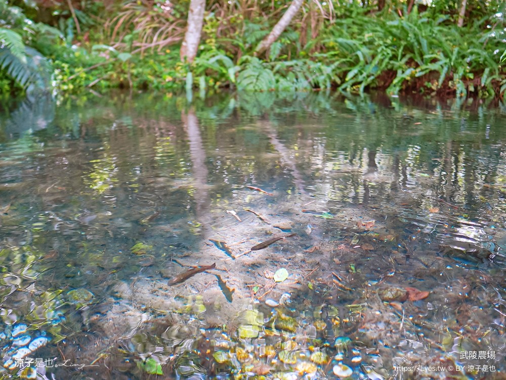 福壽山農場 民宿房型 住宿 露營 賞楓