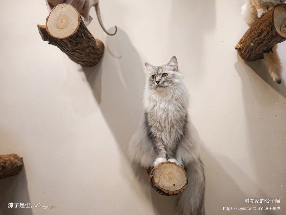 財閥家的公子貓 台南擼貓咖啡廳 台南景點推薦 狐獴 台南親子景點 室內景點 貓咪咖啡館 浣熊 狐獴 袋鼠 球蟒 雪貂 守宮