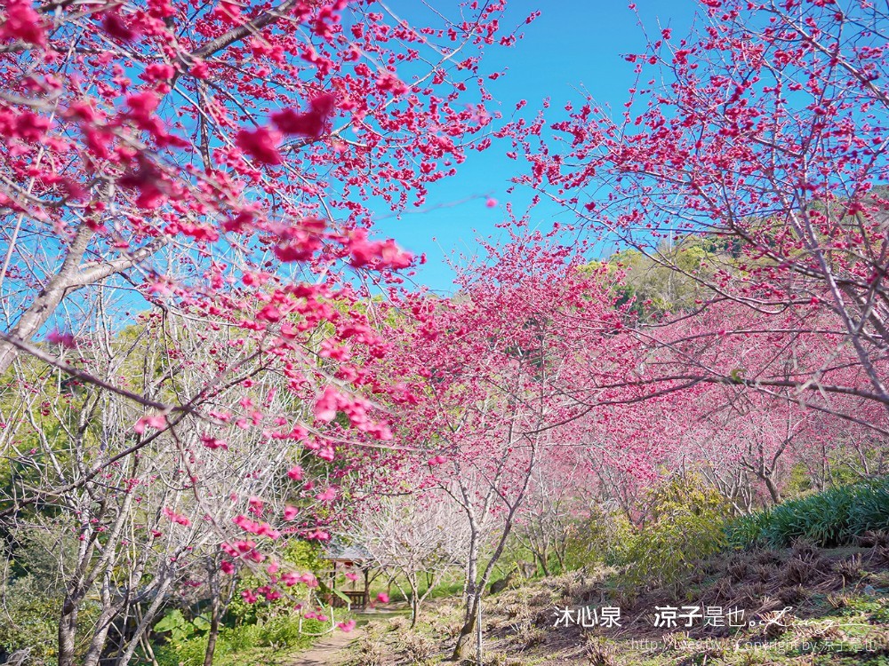 沐心泉休閒農場 2022 櫻花花況 票價 台中景點 預約 新社 親子景點 接泊車 白雪木 黃金楓