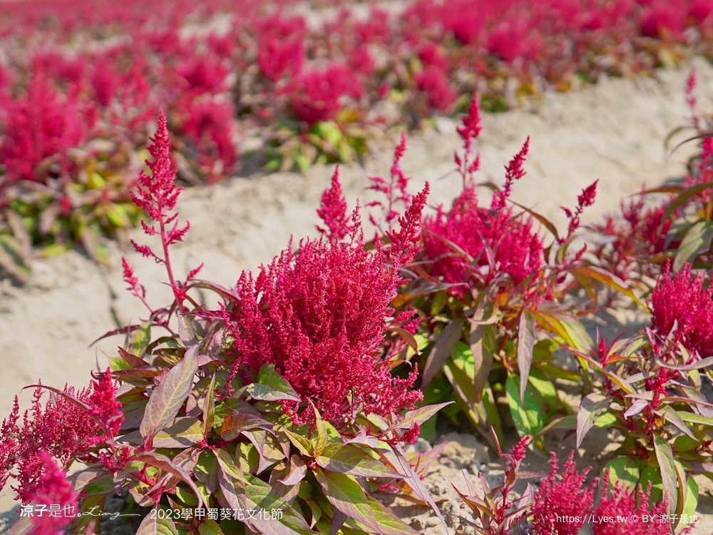 學甲蜀葵花文化節 2023 蜀葵花季 一丈紅迷宮 紫色鼠尾草 季節 花況 交通 學甲景點