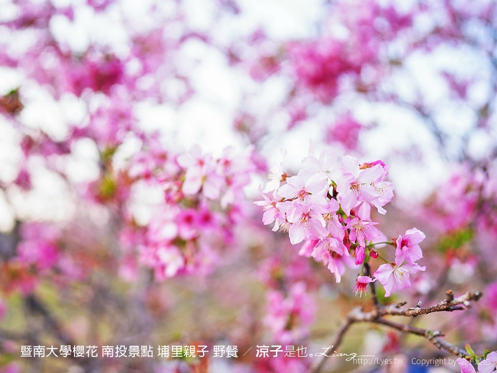 暨南大學櫻花 南投景點 埔里親子 野餐