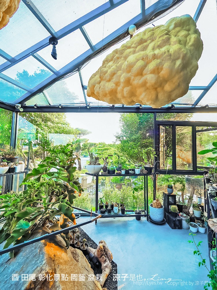 酉 田尾 彰化景點 園藝 盆栽