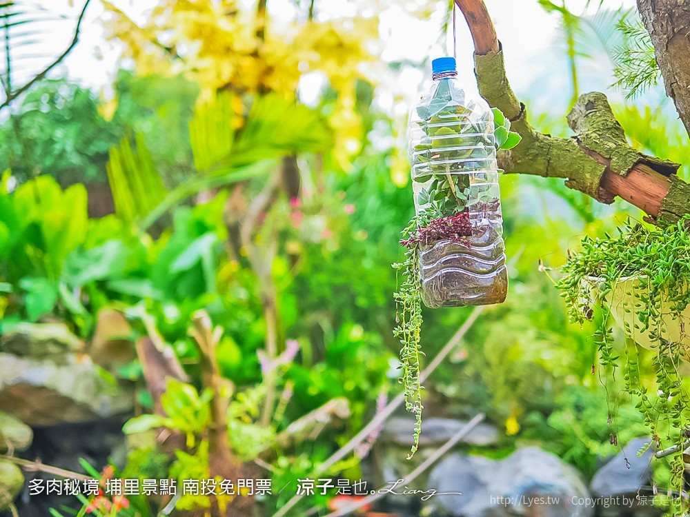 多肉秘境 埔里景點 南投免門票