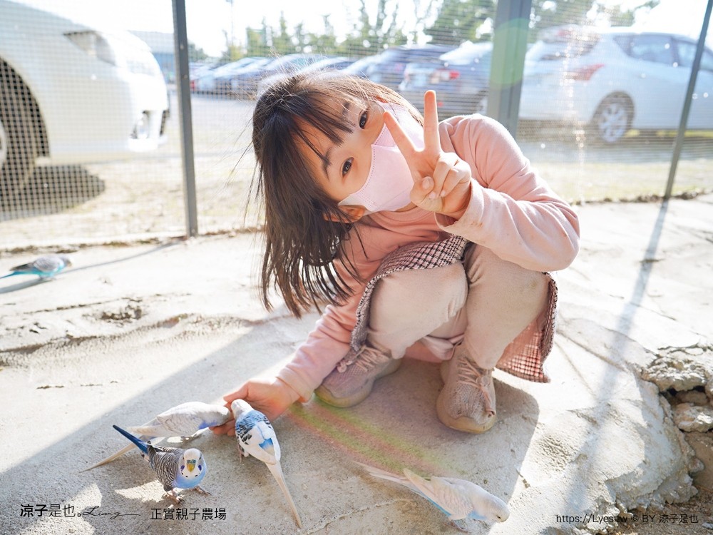 正實親子農場 門票 彰化 親子景點 撿雞蛋 氣墊樂園 溜滑梯 免費 餵小動物體驗 沙坑