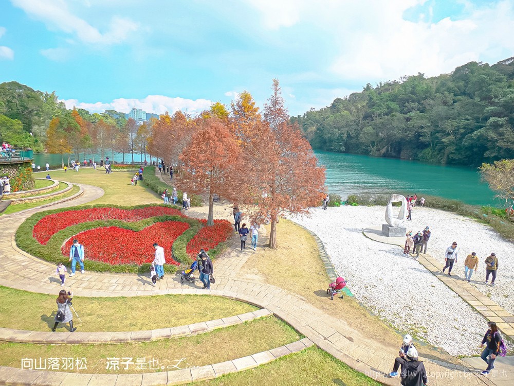 向山落羽松 日月潭自行車道 湖畔 落羽松步道 日月潭景點推薦 IG打卡 南投親子