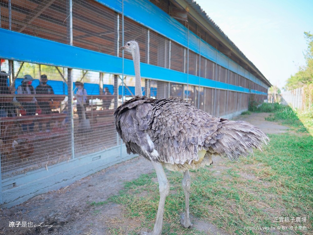正實親子農場 門票 彰化 親子景點 撿雞蛋 氣墊樂園 溜滑梯 免費 餵小動物體驗 沙坑