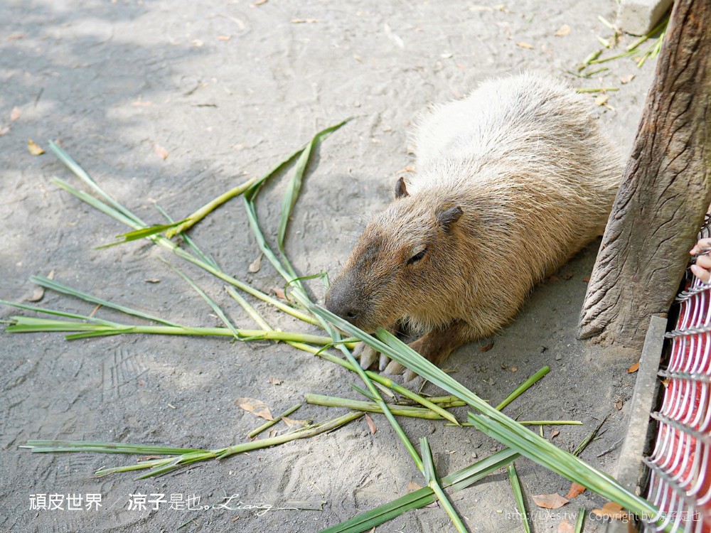 頑皮世界野生動物園攻略 門票優惠 台南親子景點 南台灣動物園 水豚君 長頸鹿 遊樂設施 戲水池