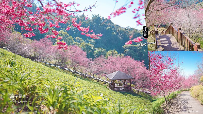 【台中】沐心泉休閒農場 票價說明 櫻花季一律採預約入園 滿山櫻花太夢幻 新社親子景點推薦
